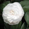 White Camellia Flower paint by number