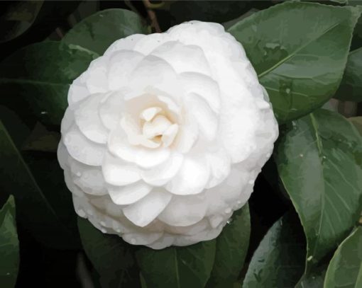 White Camellia Flower paint by number