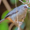 Abyssinian Catbird paint by number