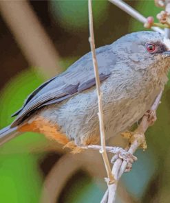 Abyssinian Catbird paint by number