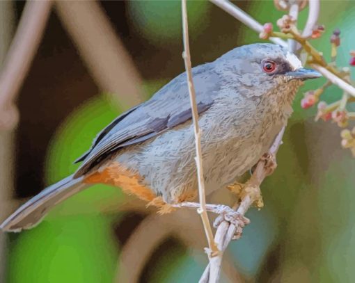 Abyssinian Catbird paint by number