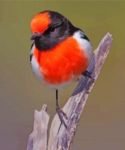 Aesthetic Red Capped Robin Bird paint by number