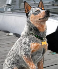 Australian Cattle Dog Sitting paint by number