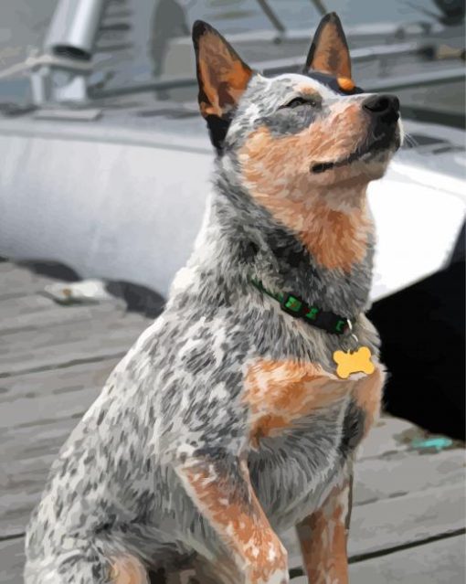 Australian Cattle Dog Sitting paint by number