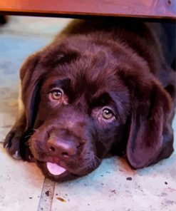 Baby Chocolate Lab paint by number