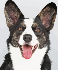 Black And White Corgi Puppy paint by number