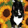 Black Cat And Sunflowers paint by number