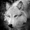 Black And White Wolf paint by number