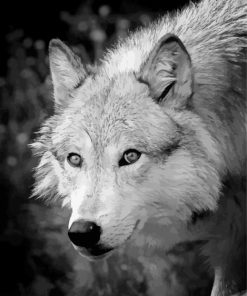 Black And White Wolf paint by number