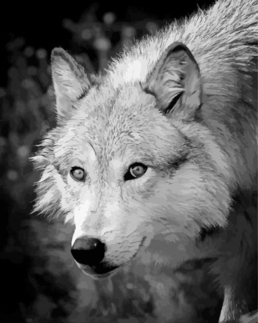 Black And White Wolf paint by number