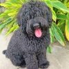 Black Labradoodle paint by number