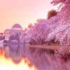 Cherry Blossoms Washington DC paint by number