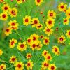 Coreopsis Plants paint by number