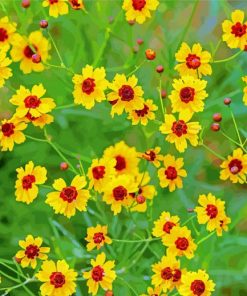 Coreopsis Plants paint by number