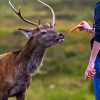 Deer Feeding paint by number