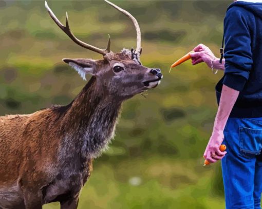 Deer Feeding paint by number