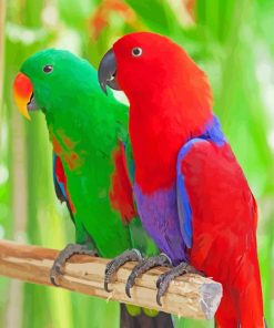 Eclectus Parrots Birds paint by number