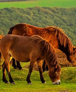 Exmoor Pony Landscape paint by number