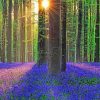 Forest With Bluebells paint by number