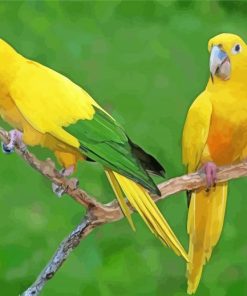 Golden Conures Birds paint by number