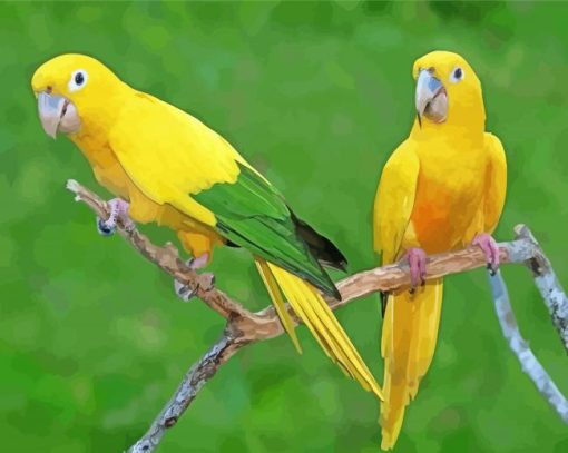 Golden Conures Birds paint by number