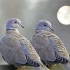 Gray Dove Birds paint by number