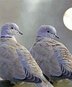 Gray Dove Birds paint by number