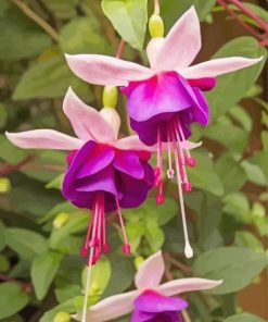 Hanging Baskets paint by number