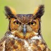 Horned Owl Bird paint by number