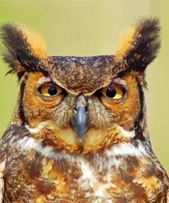 Horned Owl Bird paint by number