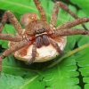 Huntsman Spider With Egg Sack paint by number