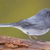 Junco Bird On Stick paint by number