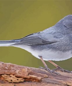 Junco Bird On Stick paint by number