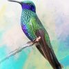 Mexican Violetear Art paint by number