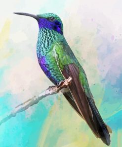 Mexican Violetear Art paint by number