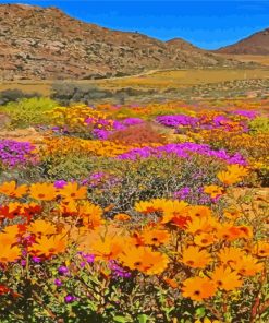 Namaqua National Park Blooming Desert paint by number