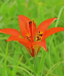 Prairie Lilies paint by number