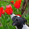 Puppy And Red Plant paint by number