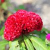 Red Cockscomb Flower paint by number