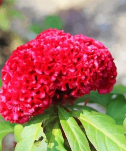 Red Cockscomb Flower paint by number