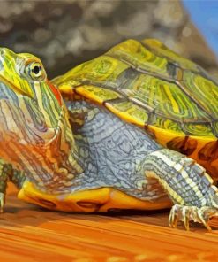 Red Eared Slider Turtle paint by number