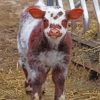 Shorthorn Calf paint by number