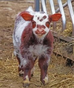 Shorthorn Calf paint by number