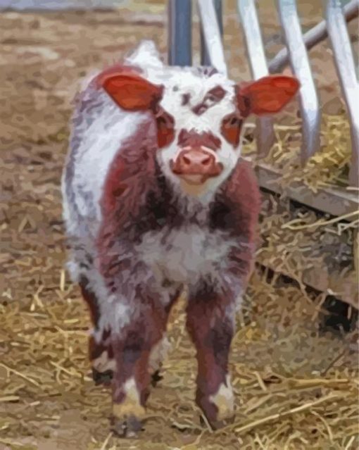 Shorthorn Calf paint by number