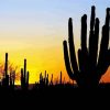 Sonoran Cactus Silhouette Mexican Desert paint by number