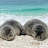 Two Monk Seal paint by number