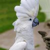 White Umbrella Cockatoo Bird paint by number