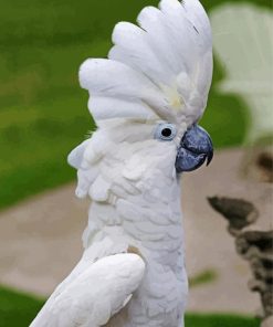 White Umbrella Cockatoo Bird paint by number