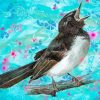 Willie Wagtail Bird Art paint by number