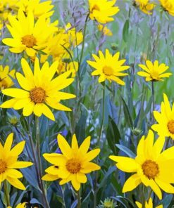 Yellow Daisy Field paint by number